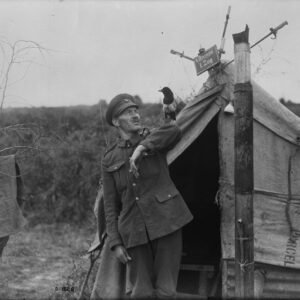 A magpie which has been with a gunner since Battle of the Somme
