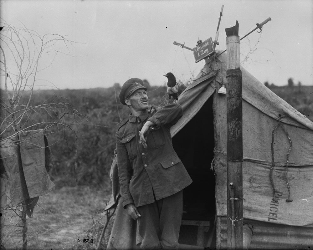 A magpie which has been with a gunner since Battle of the Somme