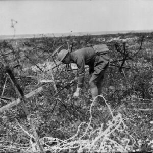 A Canadian officer picking flowers among the barbed wire