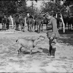 Nanny the pet of a Canadian Mobile Vet Section takes a cigarette from the CO
