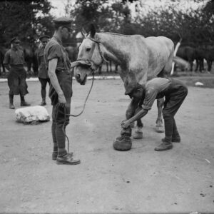 Fixing a boot on the foot of a horse which was hit at Hill 70